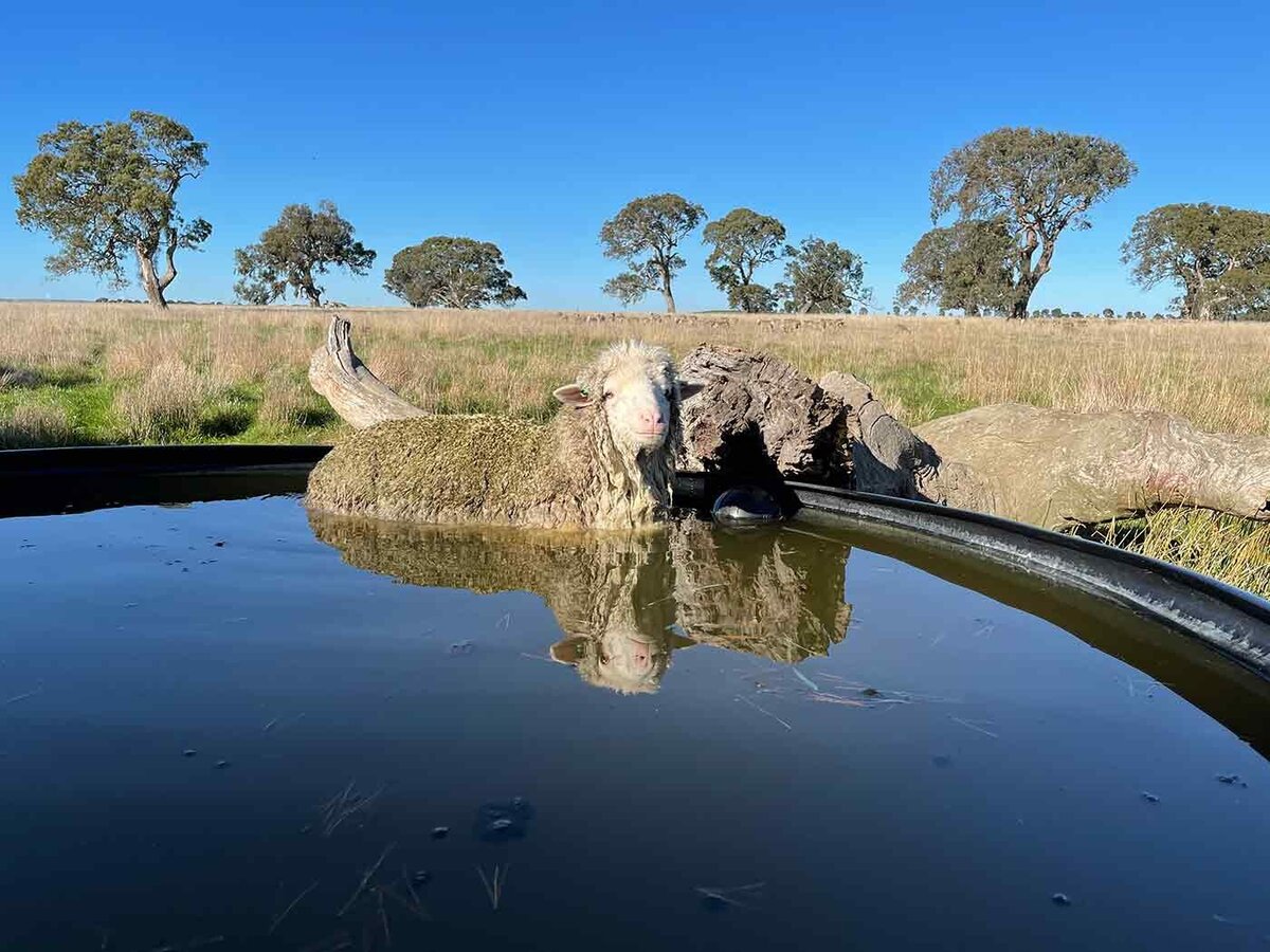 Breeding and Conservation