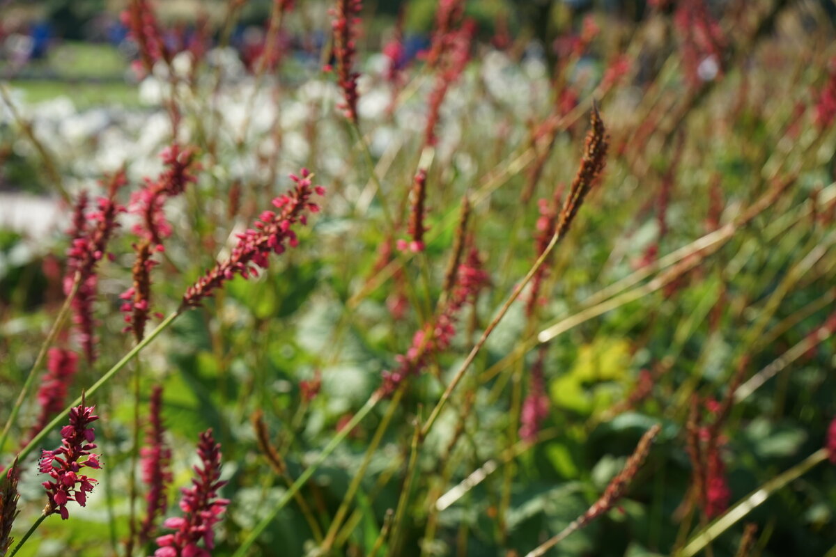 trvalkove zahony v zahrade
