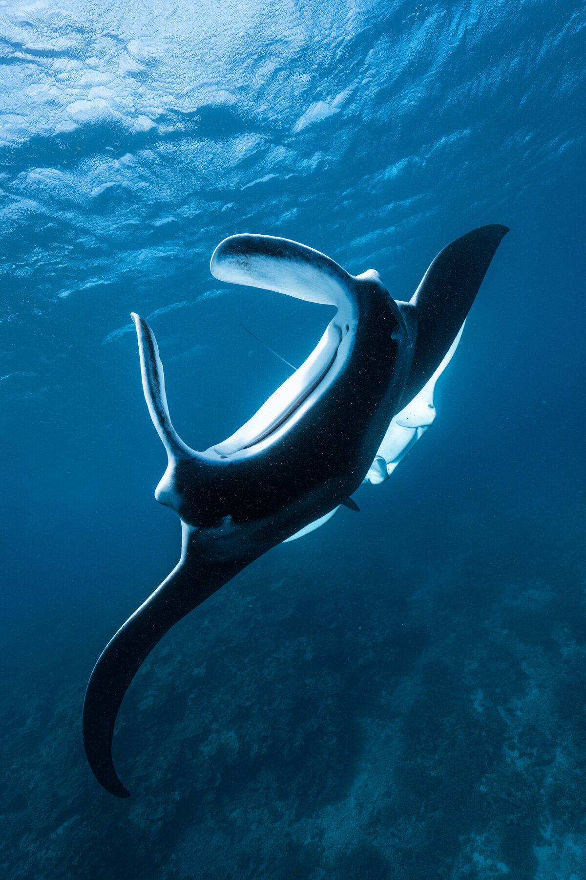 Ross Long - LMI - Manta Rays - 45
