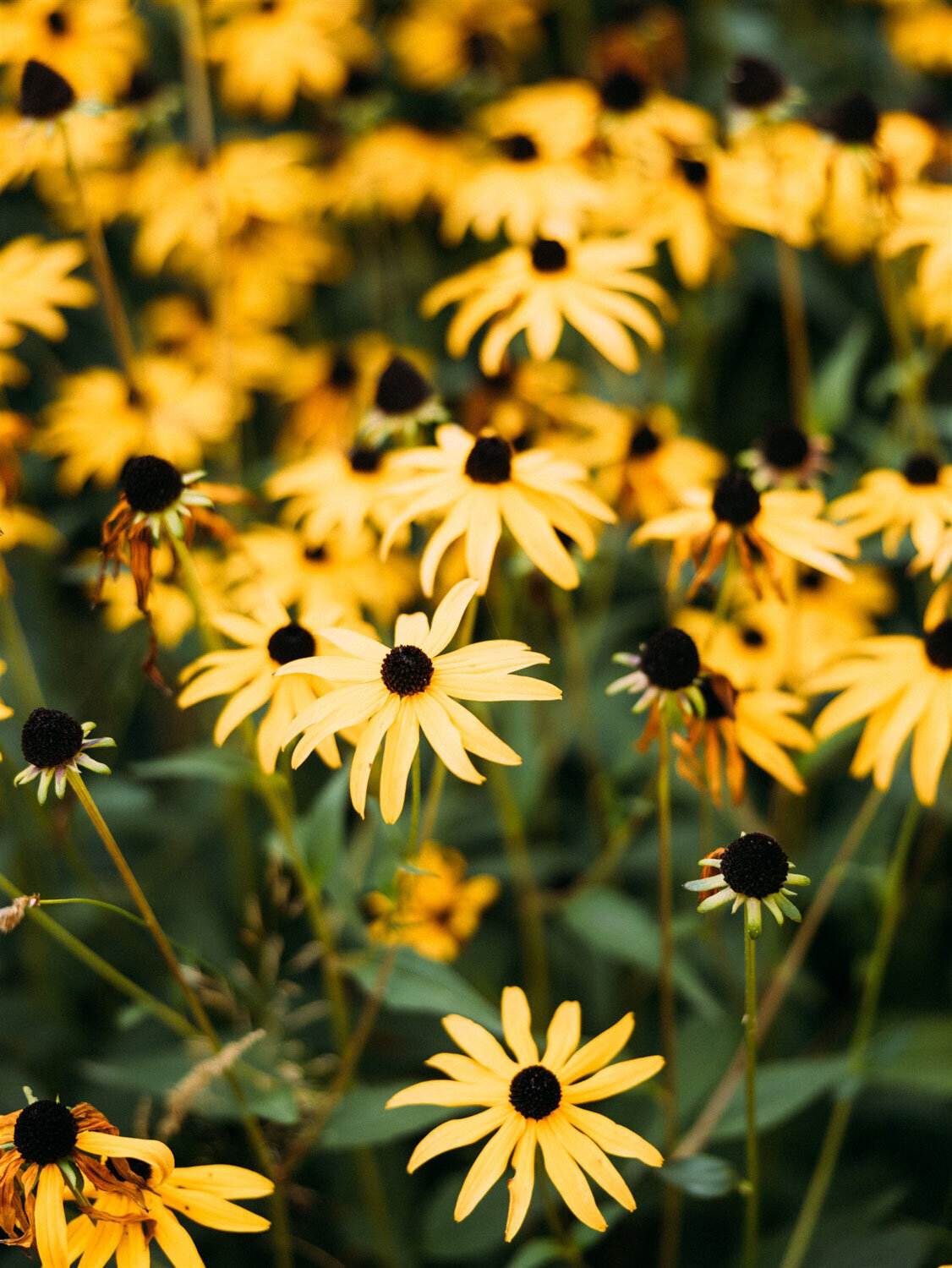 Close-up of bright yellow flowers with black centers in full bloom