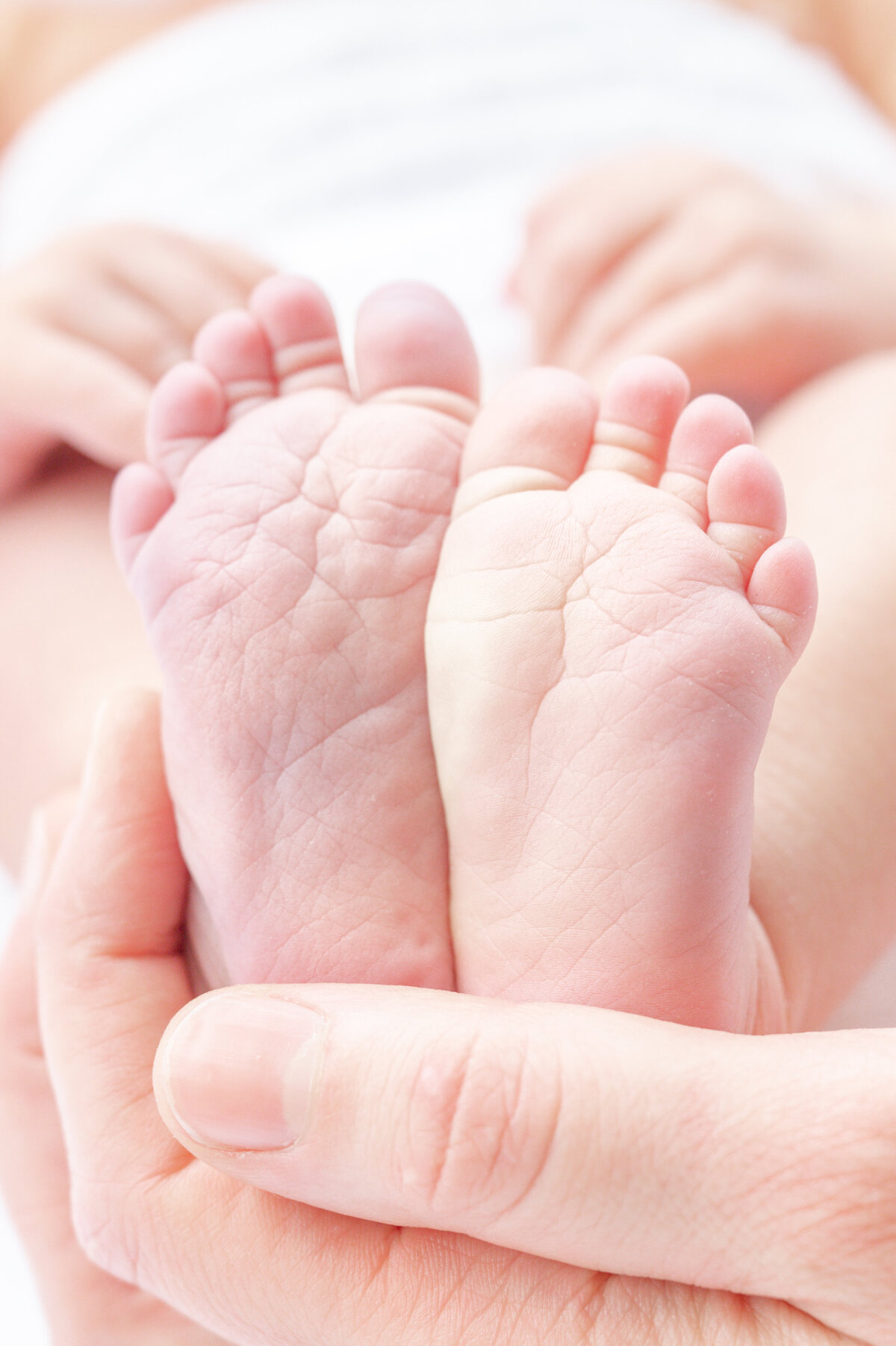 Apex Newborn photographer