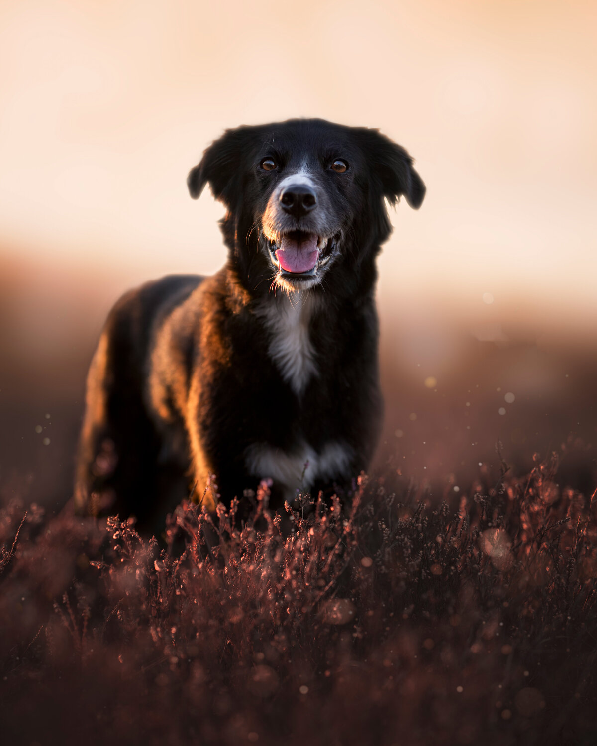 Hundefotografie-chemnitz-Tierfotografie-fotograf-Uhldingen-Bodensee-Hamburg-Dresden-Erfurt-Konstanz-16