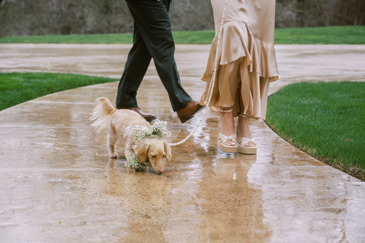 weiner-dog-flower-girl-with-babys-breath-collar