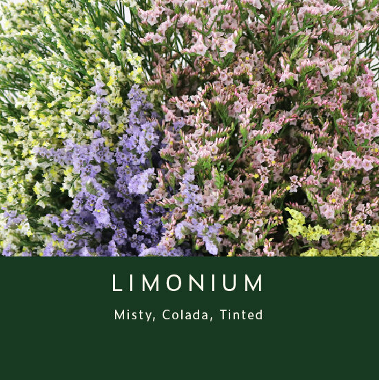 Limonium