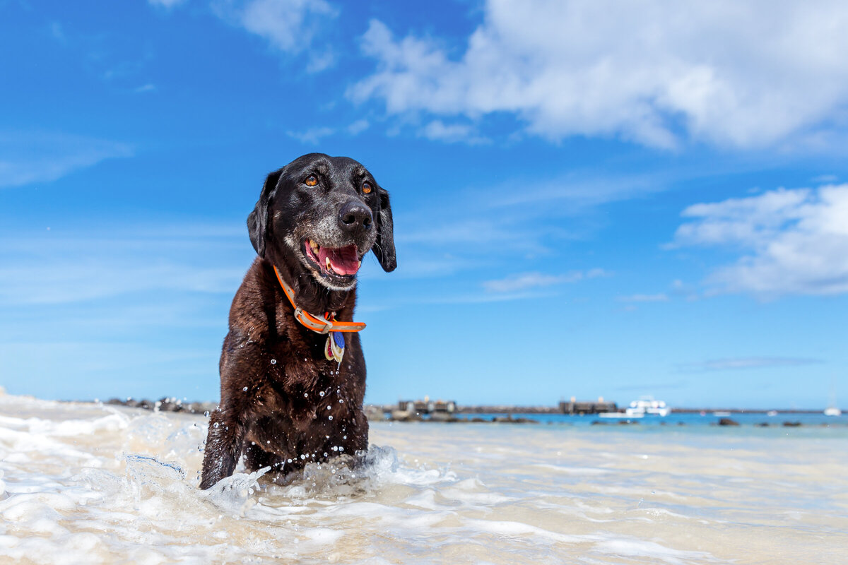 Hawaii Senior Dog Photography-4