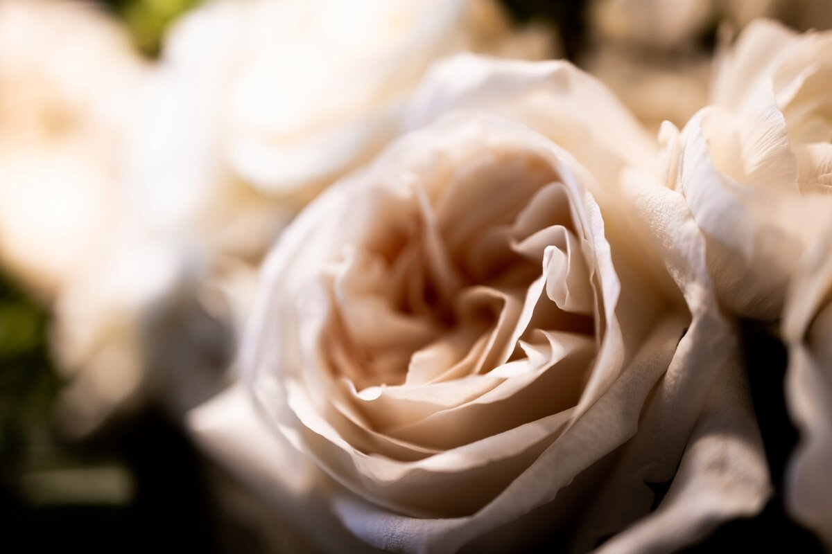This exquisite image captures the delicate beauty of ivory roses arranged in a lavish wedding bouquet. The soft petals and natural elegance of the roses make them a classic choice for bridal floral arrangements. Perfect for brides planning their wedding aesthetics, this photo exemplifies how ivory roses can add a touch of sophistication and timeless charm to any wedding ceremony.