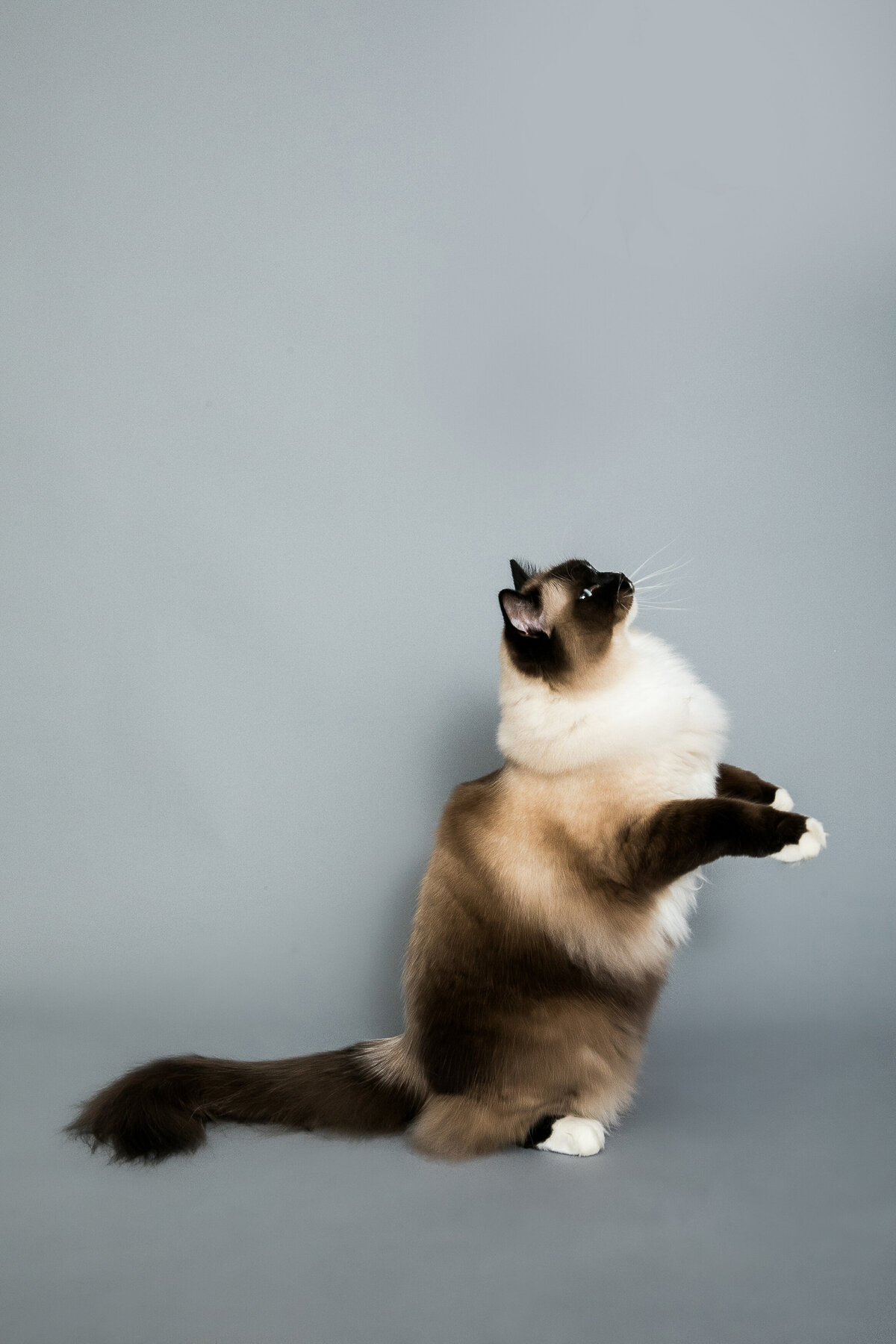 sacramento cat_photographer_00506