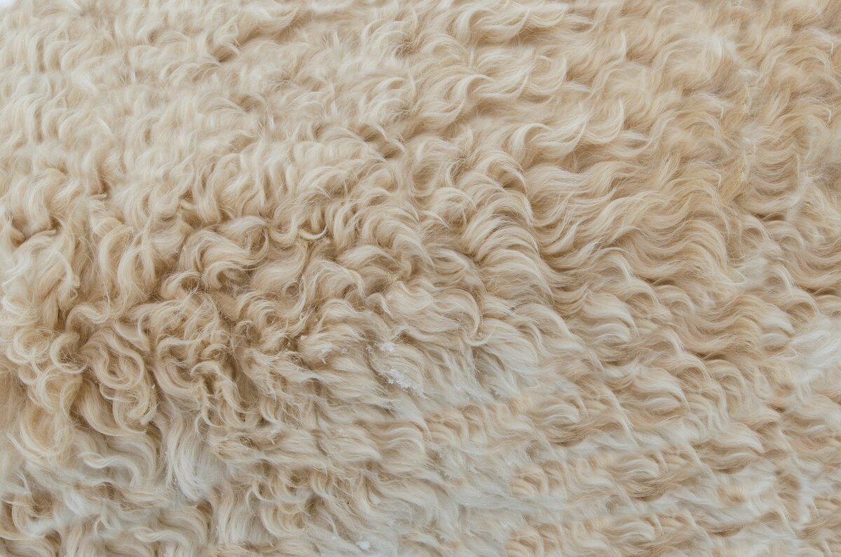 selvedgenyc_wool_pexels-317333