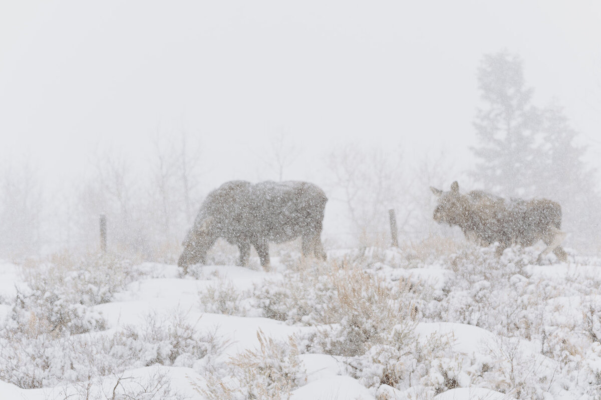 Winter-Elopement-B-T-29