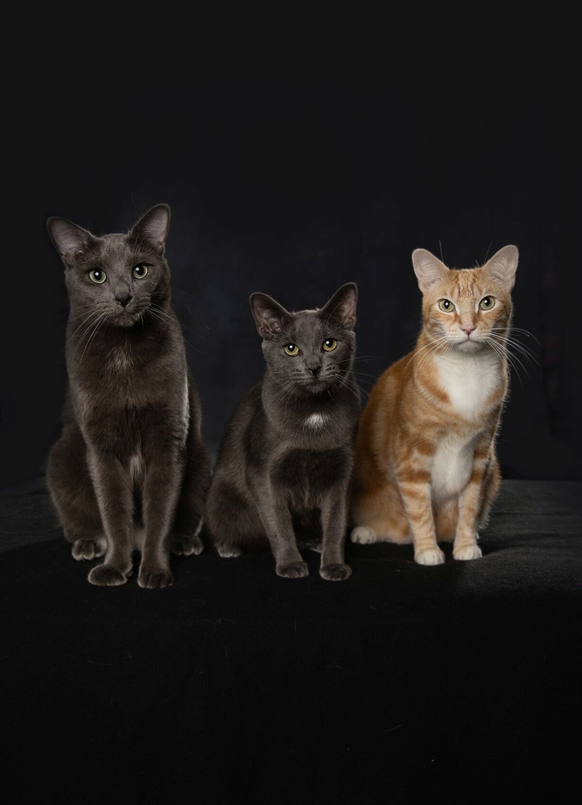lilla-bordas-portraits-tampa-CAT-photographer1237