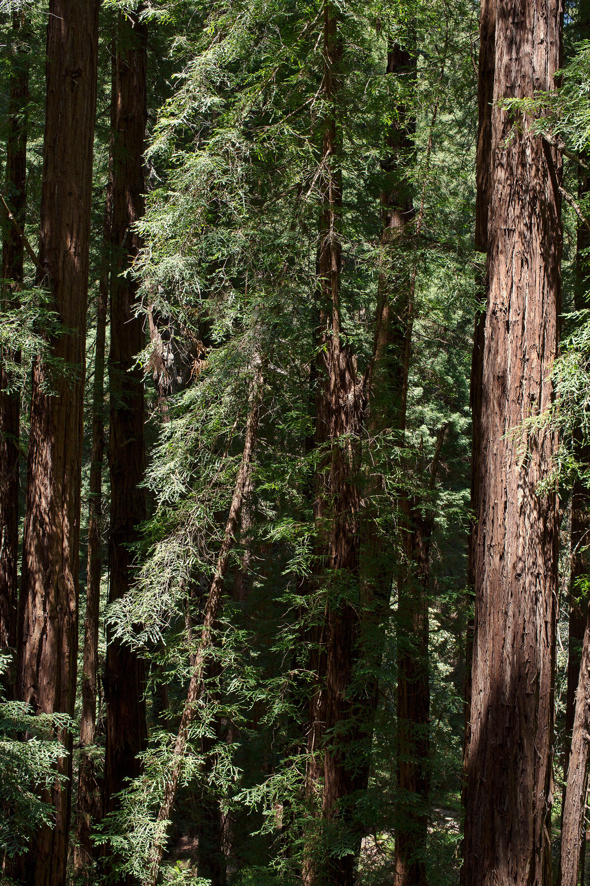 20150601_MENDOCINO_0055_01