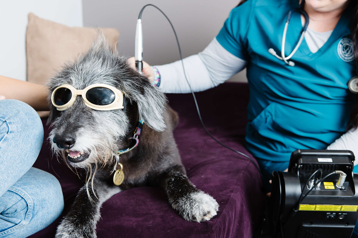 Holistic-laser-therapy-brand-photo-by-southern-idaho-commercial-brand-photographer-erin-moore