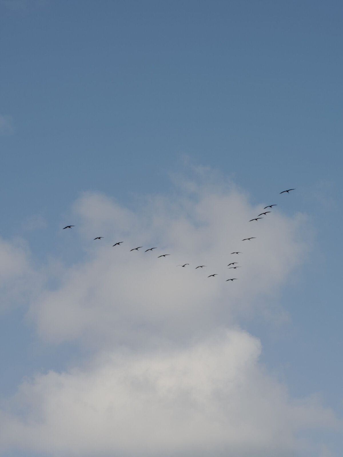 vizcaya-engagement-birds-flying-in-v-formation