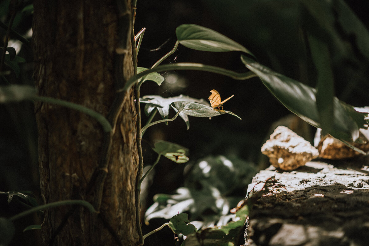 Mayan Wedding Ceremony at a Cenote in Tulum