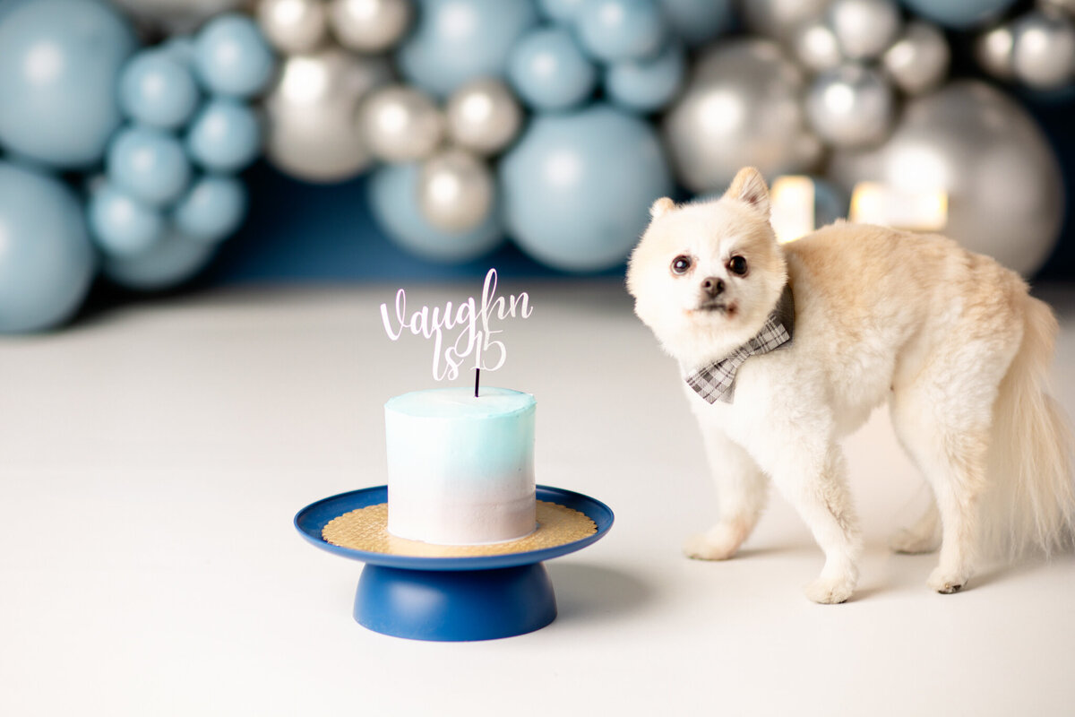 NW Arkansas pet photographer, dog photography NW Arkansas, pet photography near me