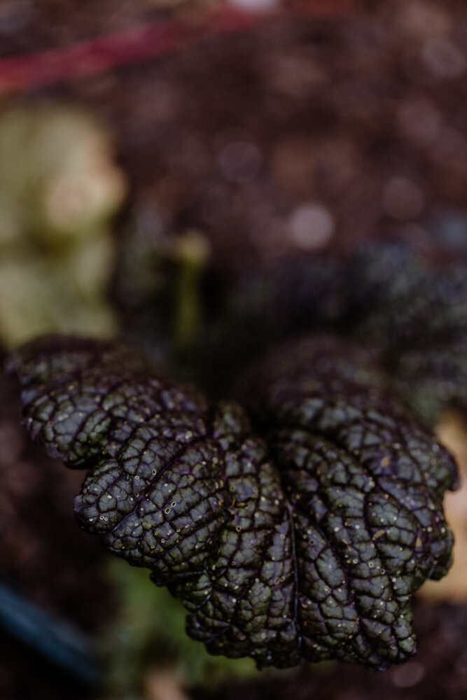 PineandFable_AlmaRootsFarm-8342