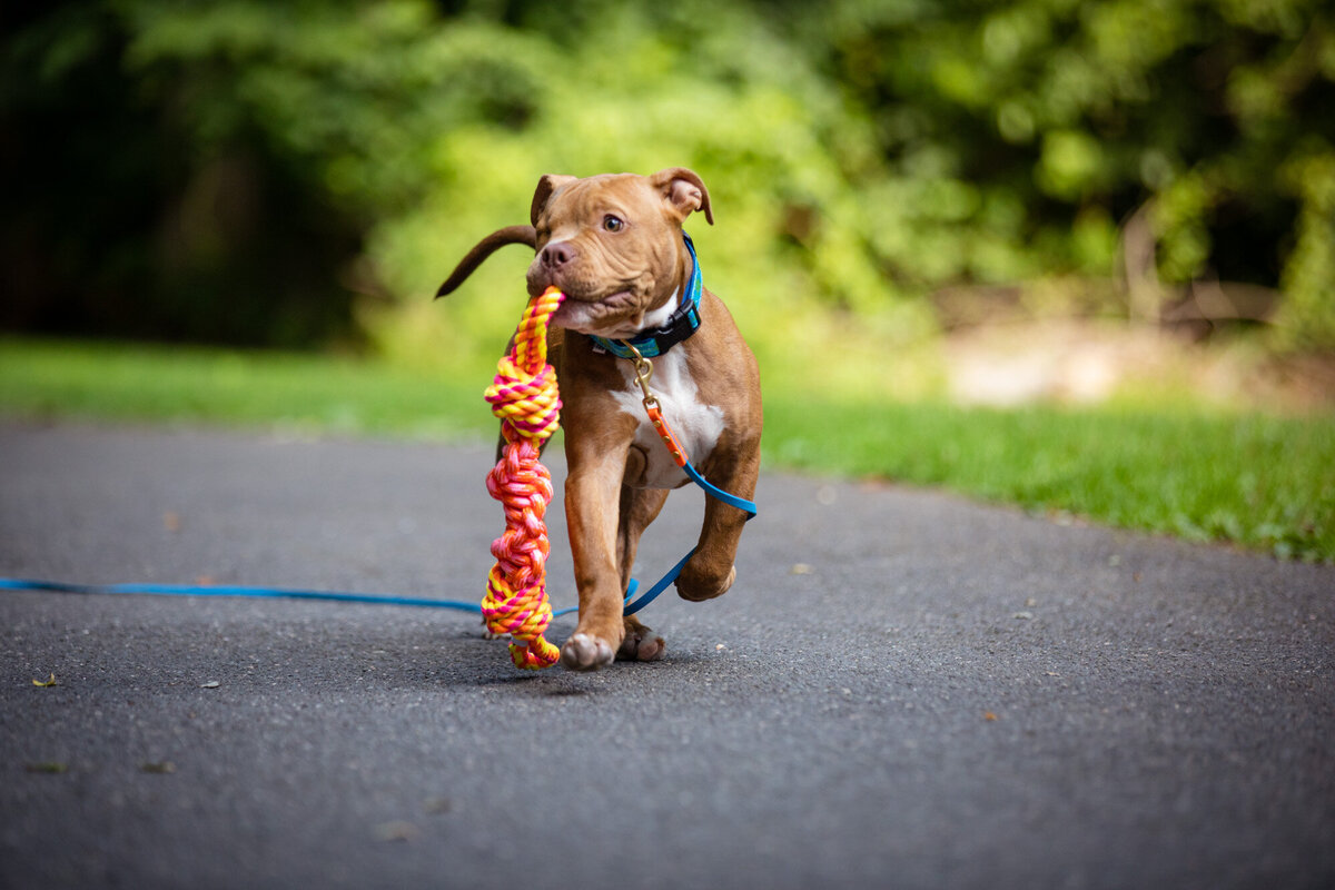 Puppy with rope toy brand image