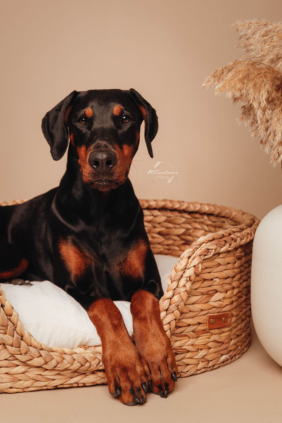 Doberman in een hondenmand met bohodecoratie tijdens een hondenfotoshoot in de studio te Geel