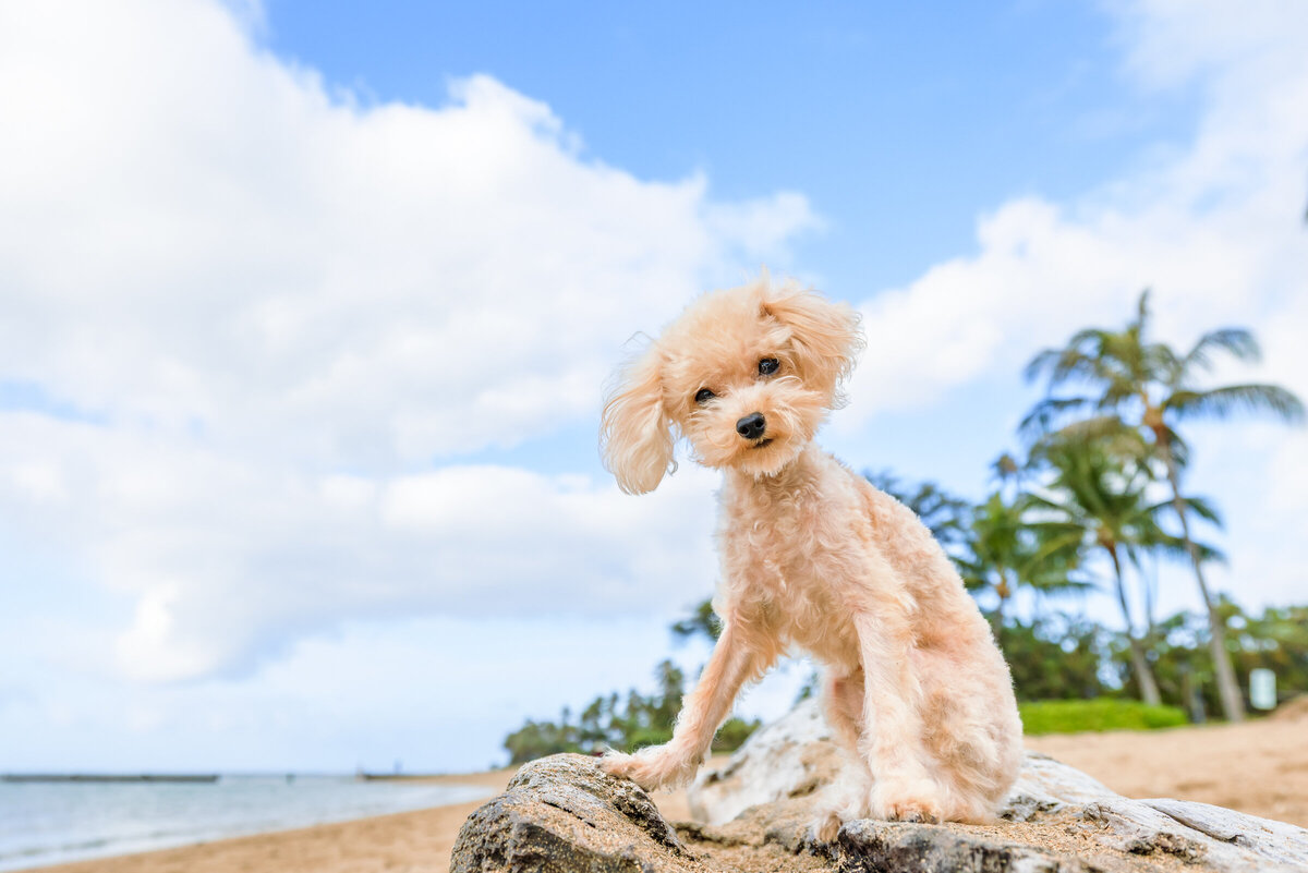 Hawaii Senior Dog Photography-35