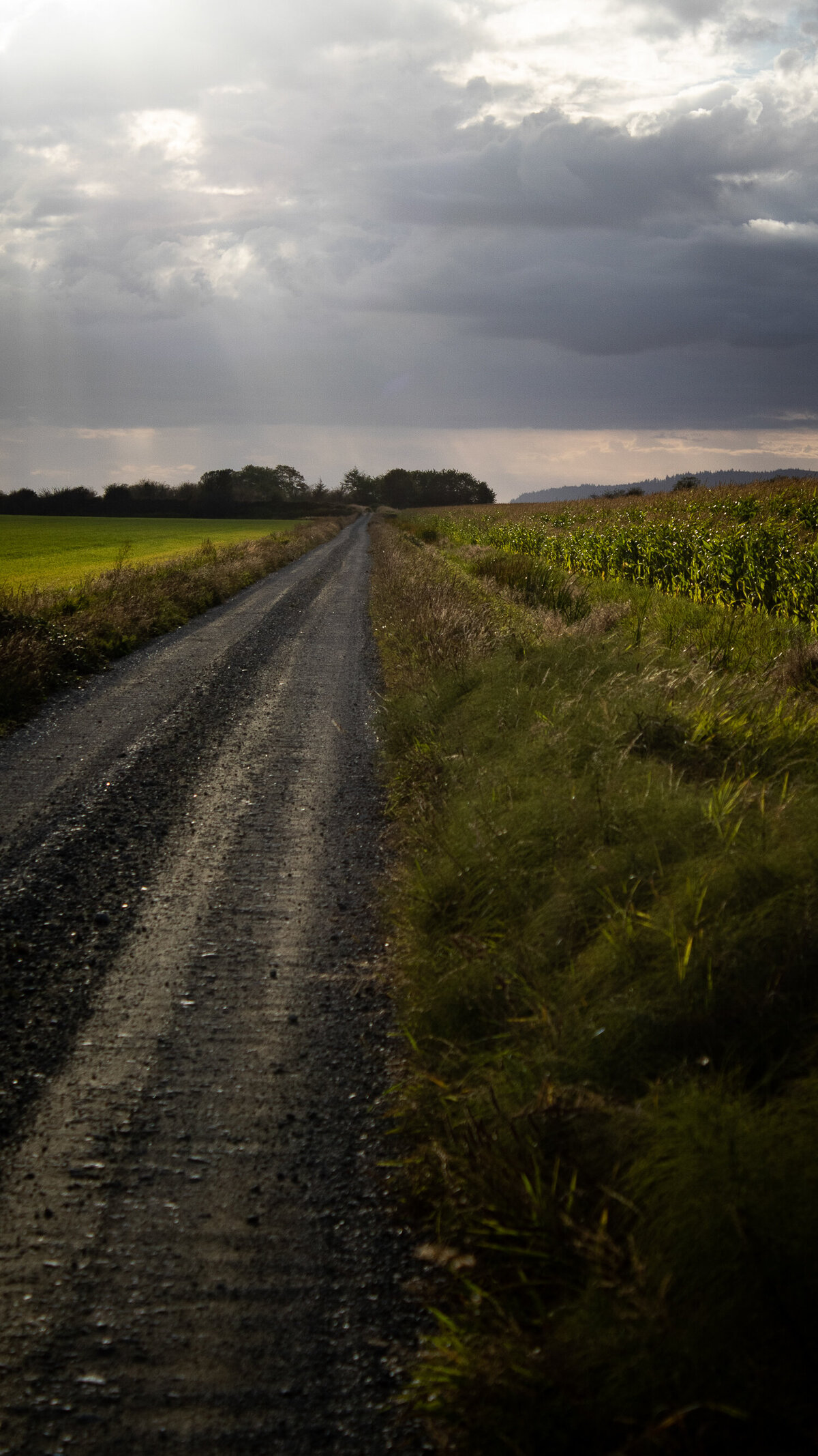 dirt-road-corn-field