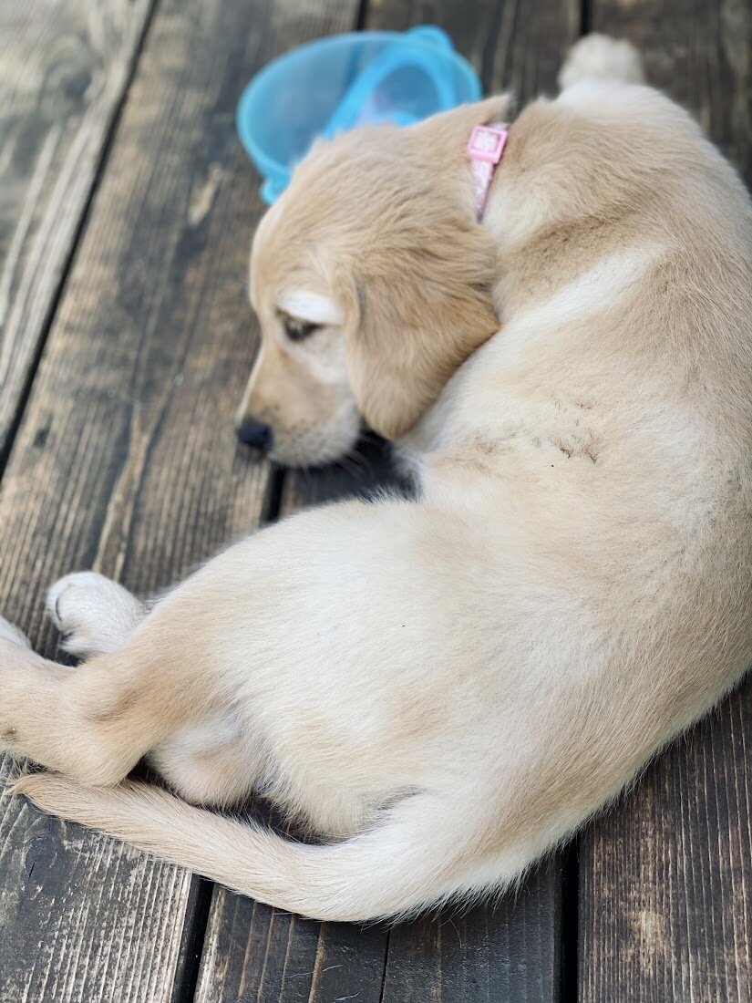 Appelgate-golden-retriever-puppies-Emmie-4