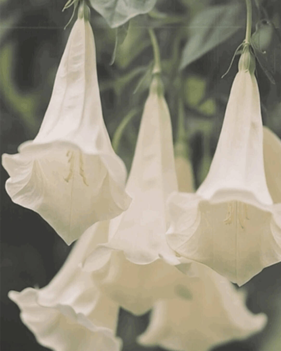 Bell flowers-1