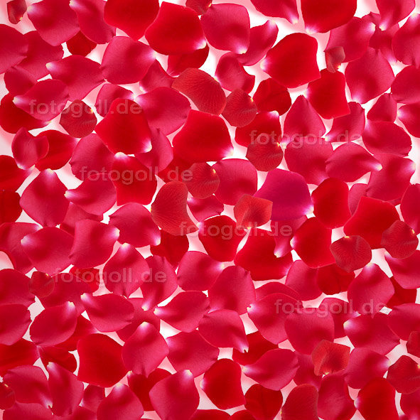 FOTO GOLL - HEART CANVASES - 20120119 - Rose Petals_Square