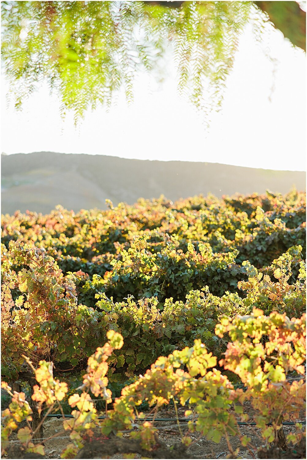 FallProposalAtLeonessWinery__0039