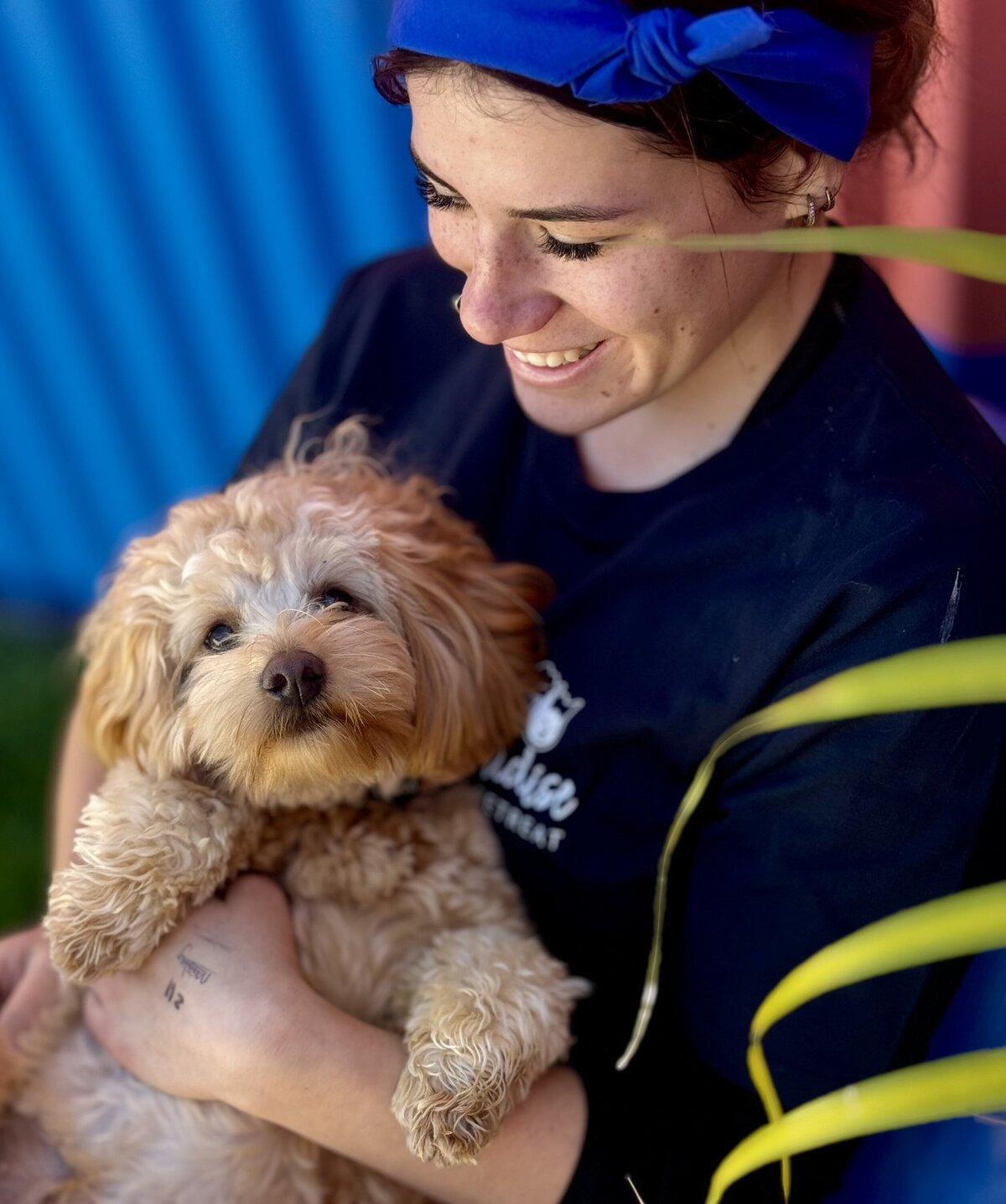 Dog Kennel Toowoomba