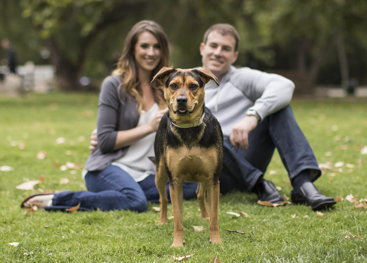 pets and family photography