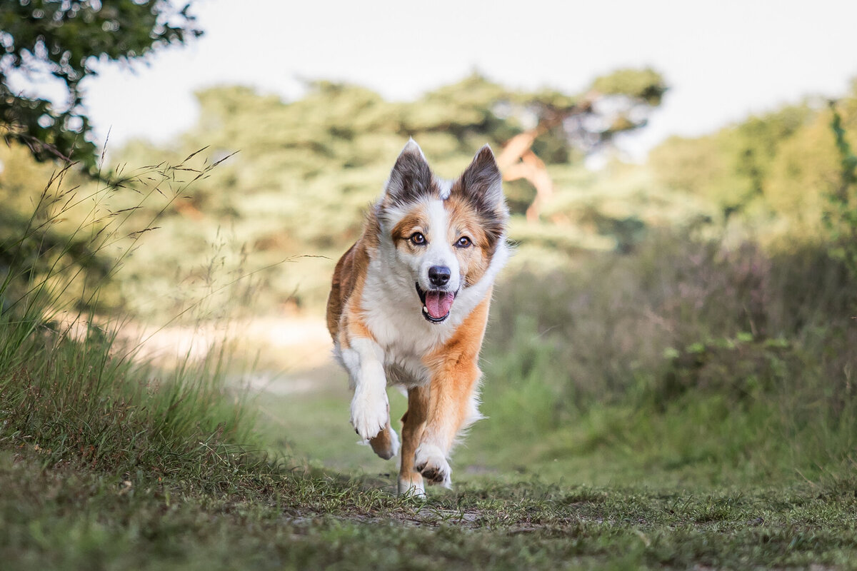 Actie foto hond