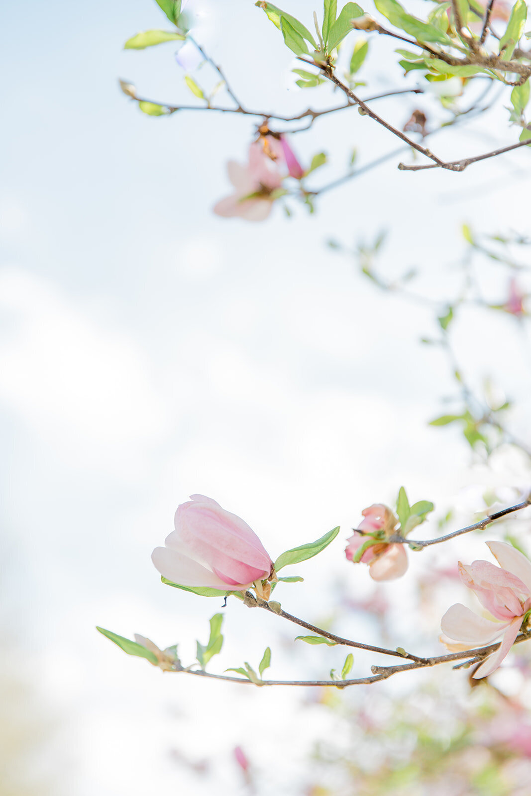 Engagment Photos Ohio Catholic Wedding Photographer