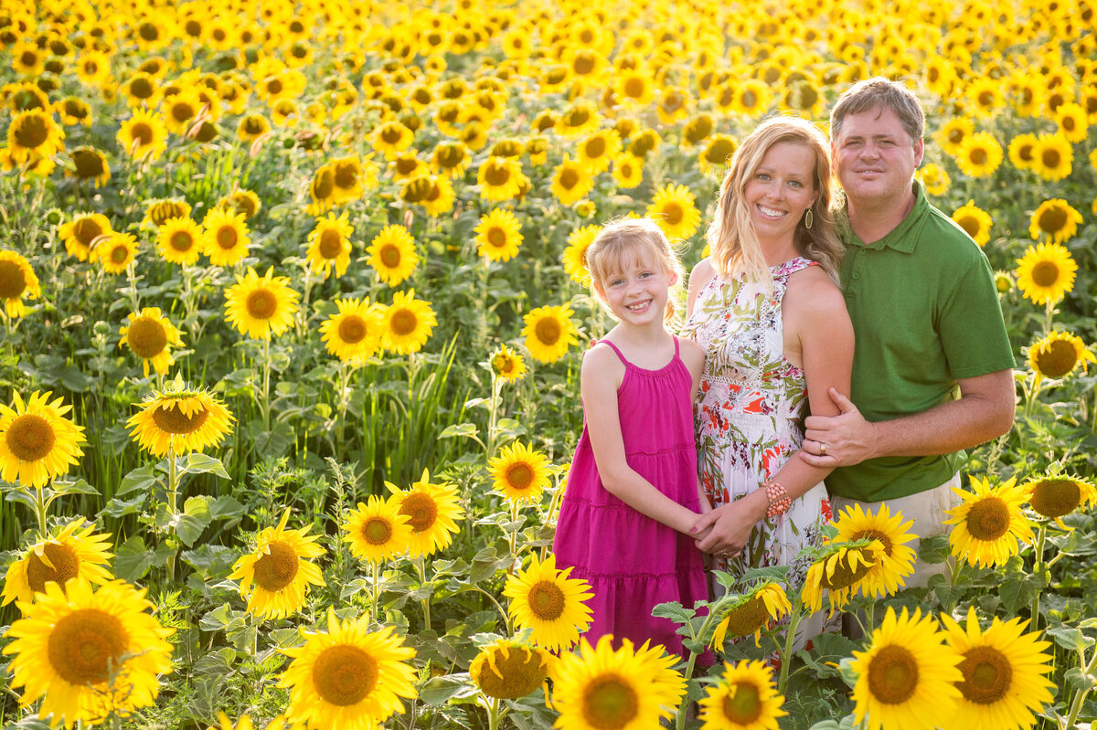Family Photography in Ottawa of a mom and dad with their young daughter in a sunflower filed at sunset