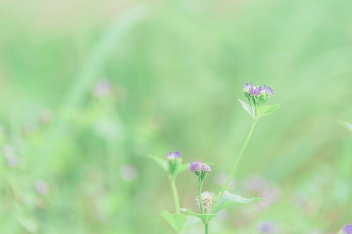 Praire verte claire avec focus sur fleurs violettes.