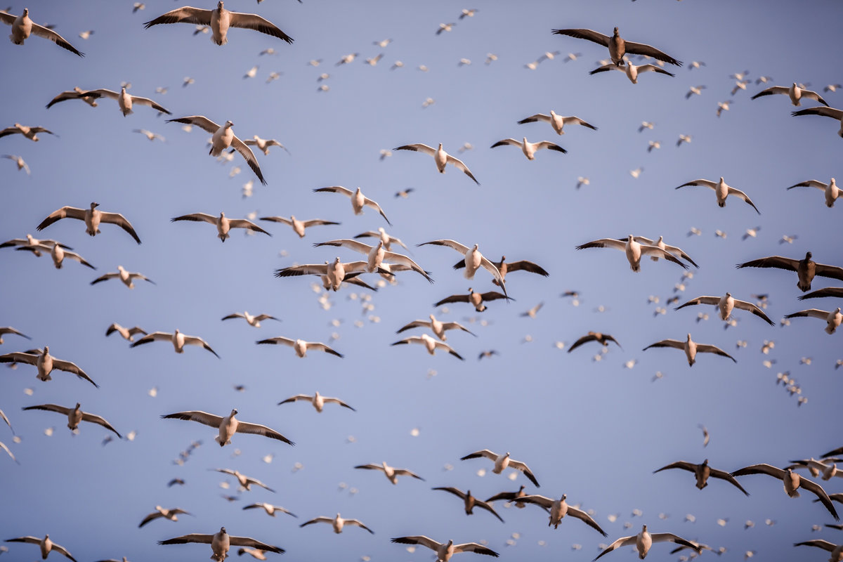 kansas goose hunting guides