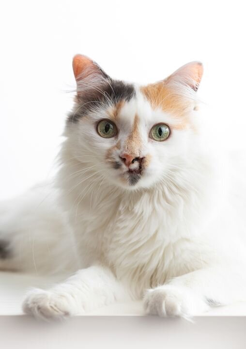lilla-bordas-portraits-tampa-CAT-photographer1209
