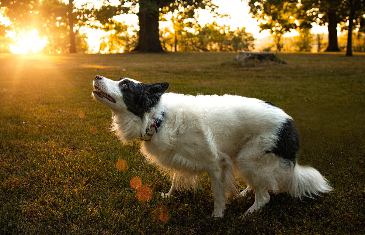 border collie is playing while having a golden hour photoshoot. Work by Duluth-based pet photographer Joanna of Paddle Paws Photography.