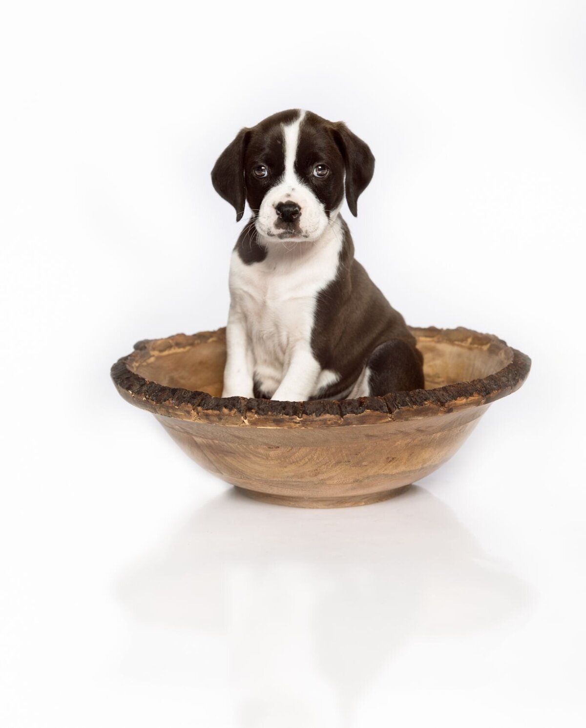 lilla-bordas-portraits-tampa-DOG-photographer1423_1