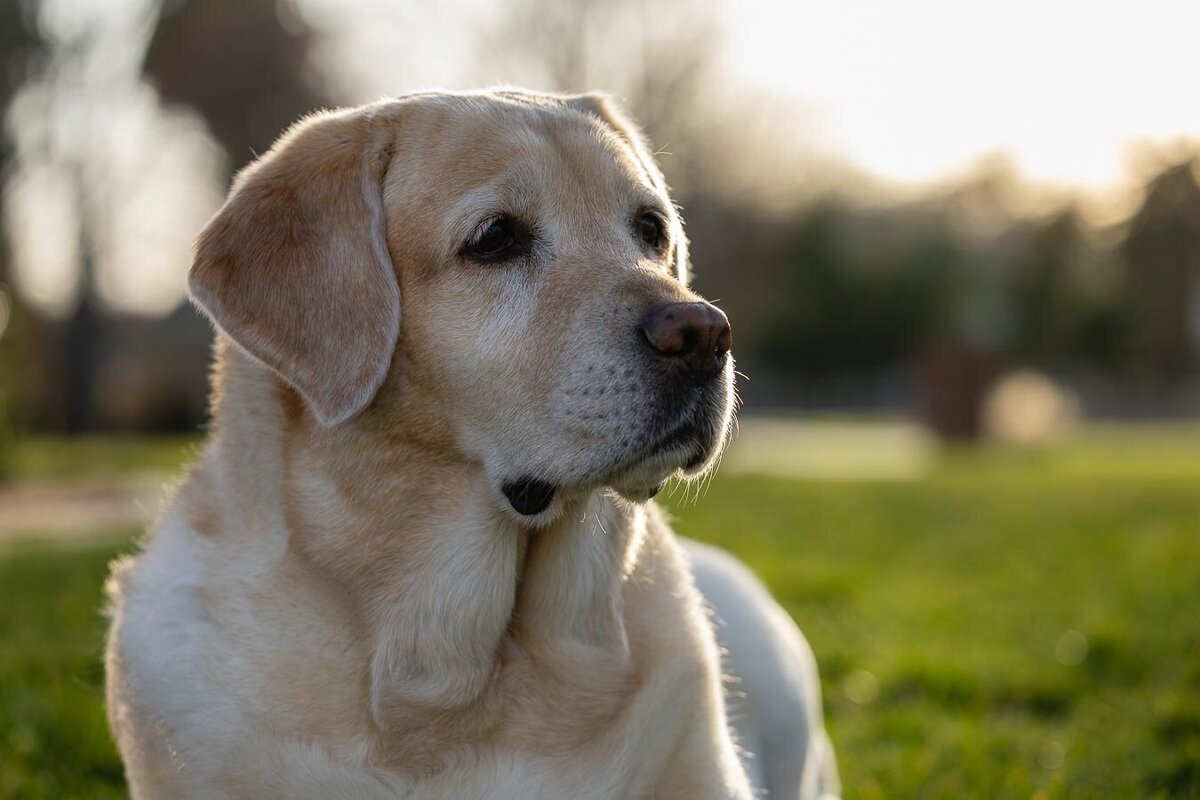 yellow-labrador-sunset-backlit-7729