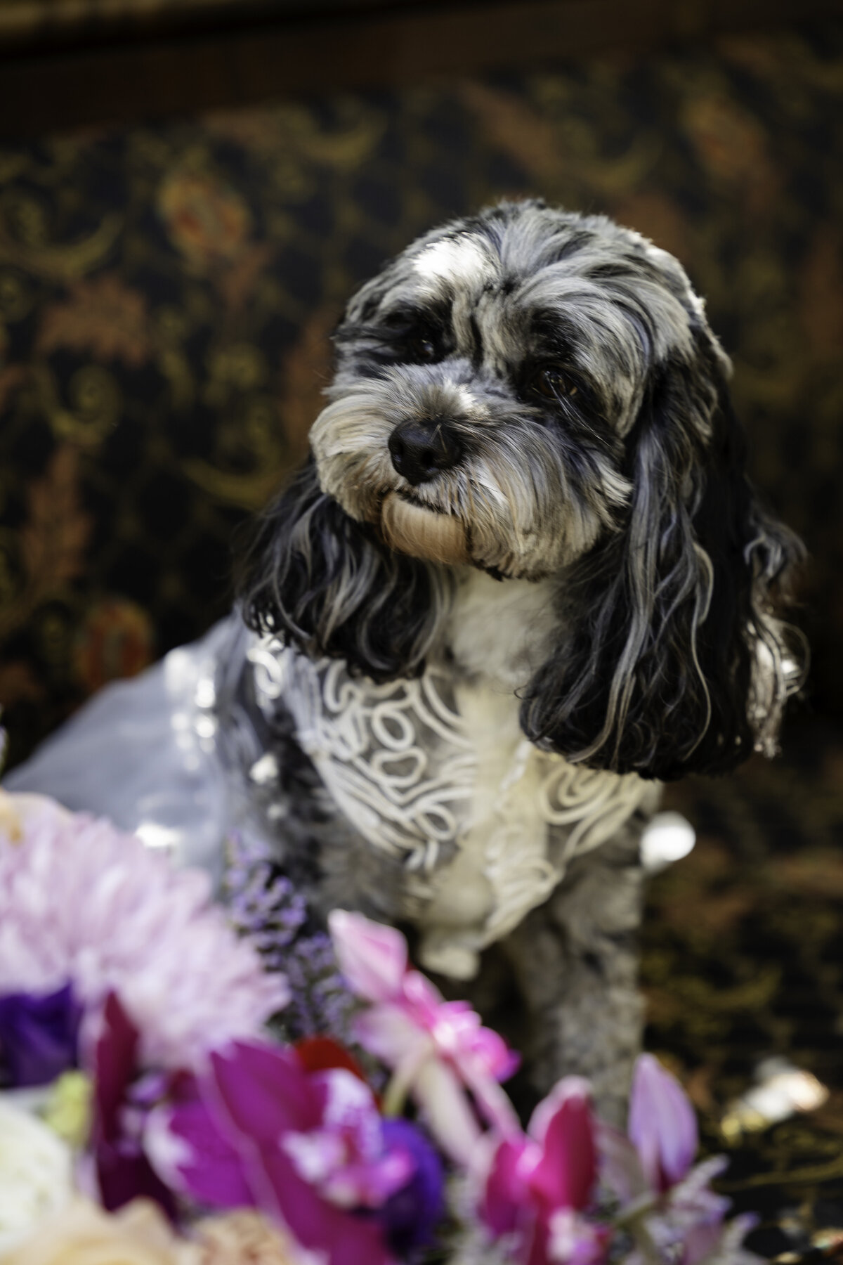 0011-cara-dehart-lewis-photography-del-favero-oasis-tampa-elopement-in-florida-chantilly-chic-celebrations