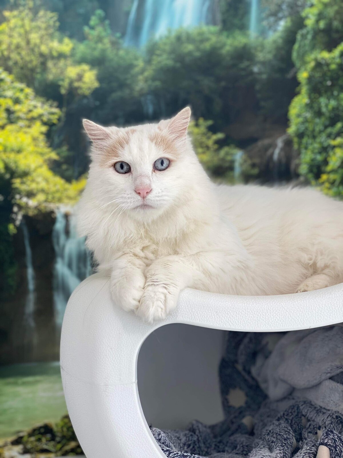 Cattery Toowoomba