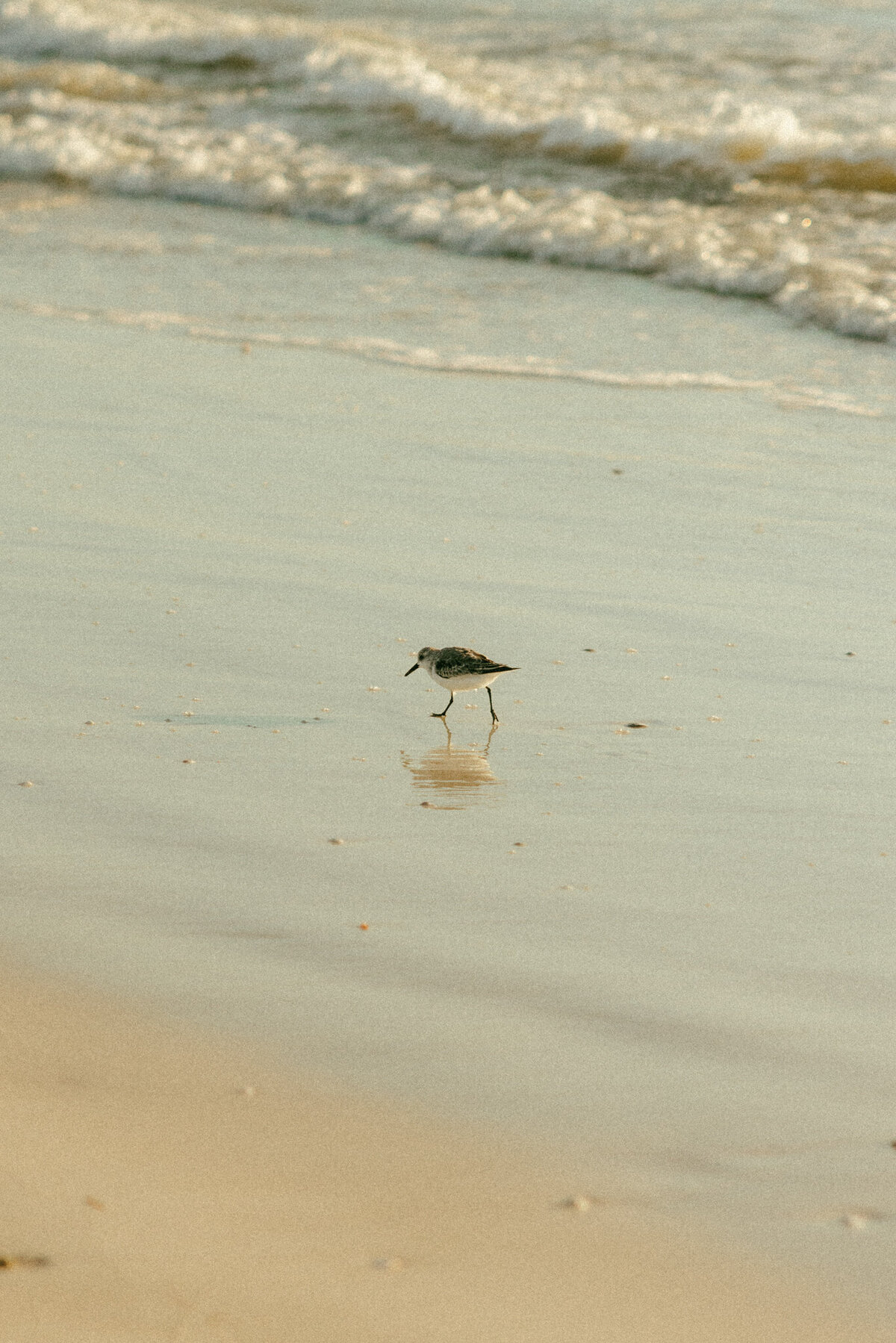 Brooke-John-Oasis-Beach-Honeymoon-Island-State-Park-engagement-session-maternity-session-couple-beach-Florida-sierra-does-photos-15