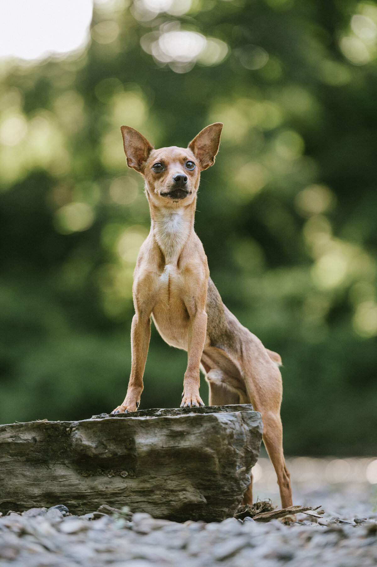 pet-photographer-river-rock