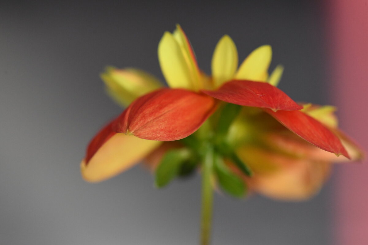 flower profiles - 8