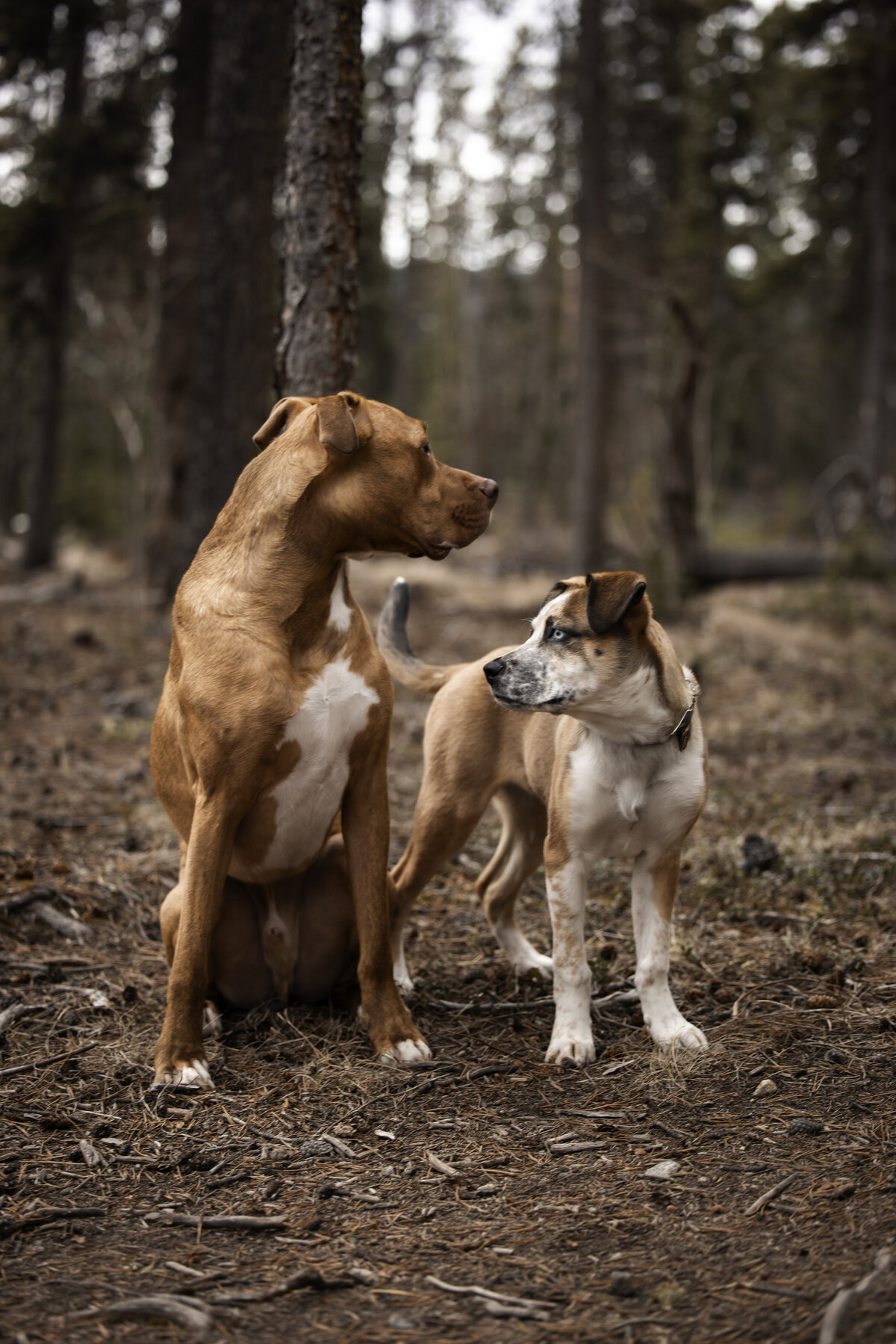 Meeko & Willi