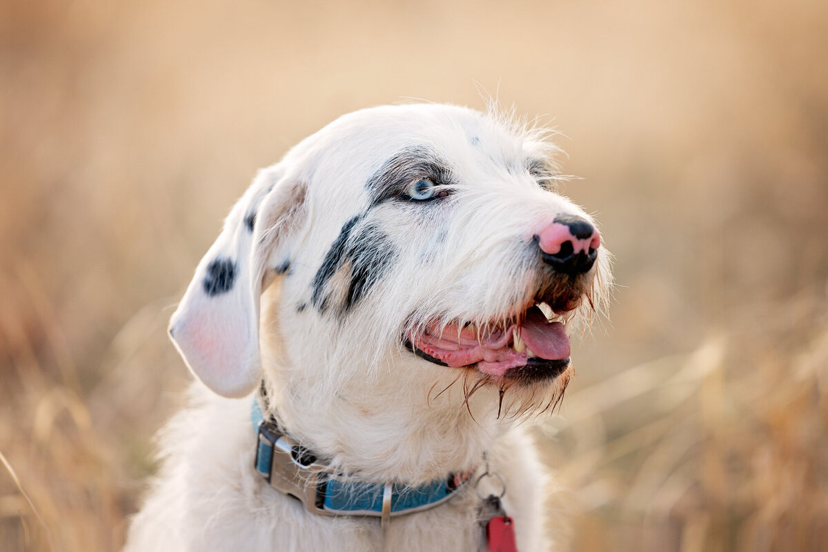 Pet Photographer Grand Junction - 020