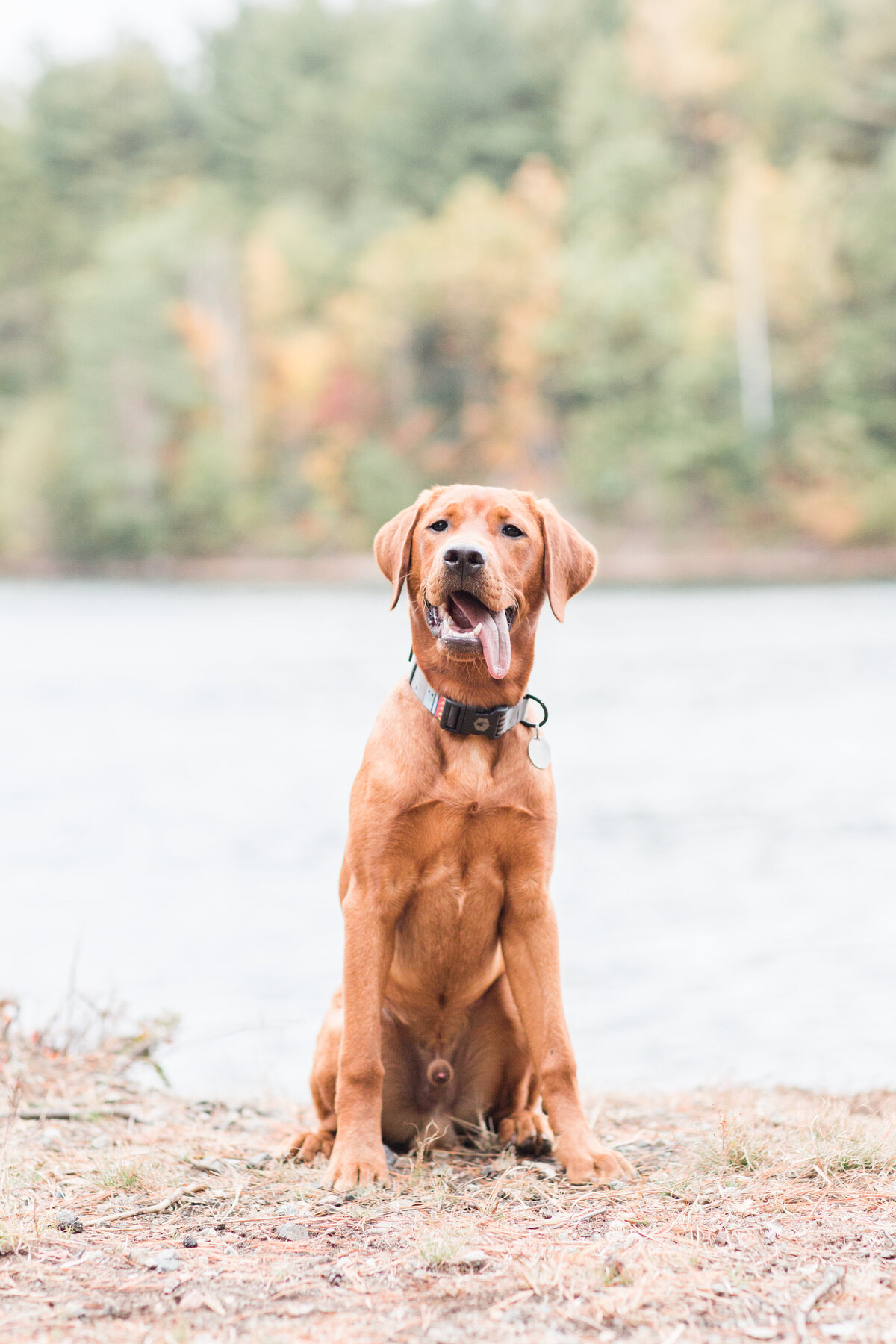 Fox Red Lab with tongue sticking out at Middlesex Fells