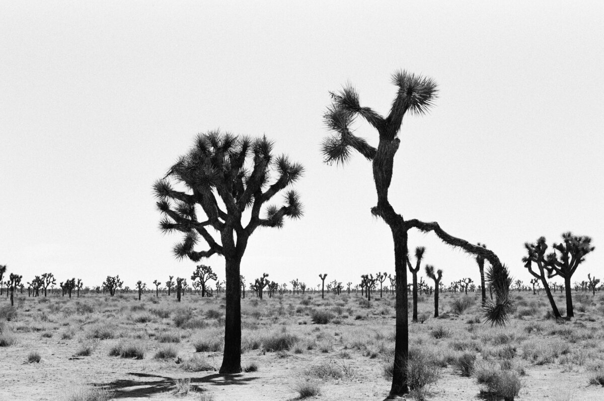 Two-Joshua-Trees-Joshua Tree