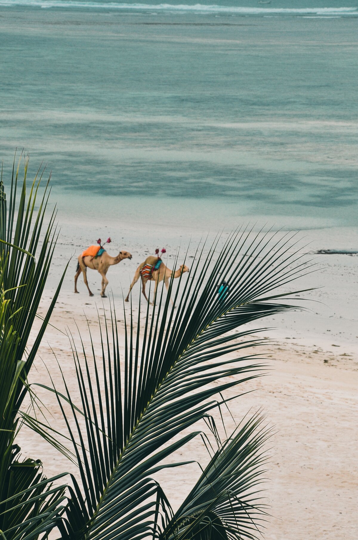 Camel on Beach