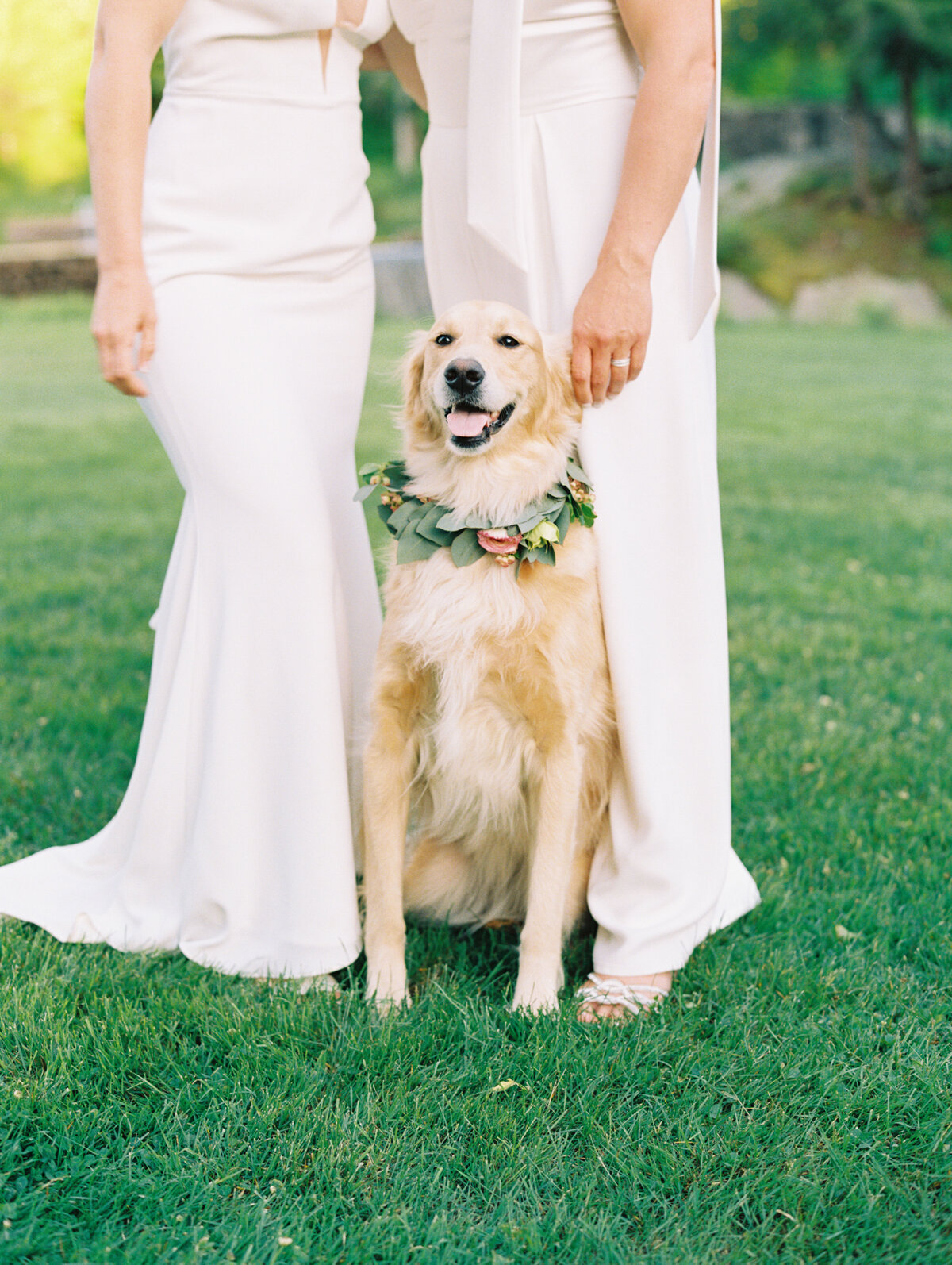 Dog with brides at wedding at Lakefalls Lodge in Munsonville